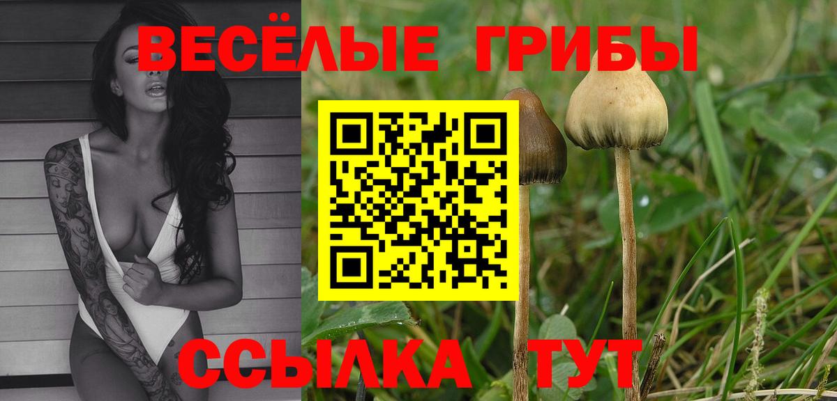 Павлово  Галлюциногенные грибы мицелий  что такое   Вход с VPN 